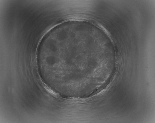 X0000082170779200702092242