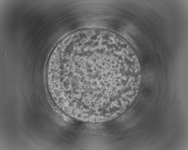 X0000082170856200702092242