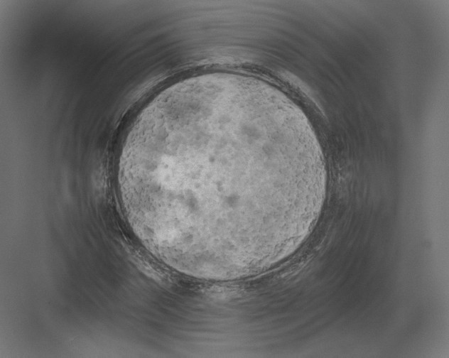 X0000082170874200702092241