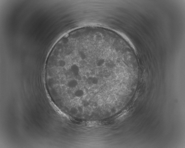 X0000082170903200702092240