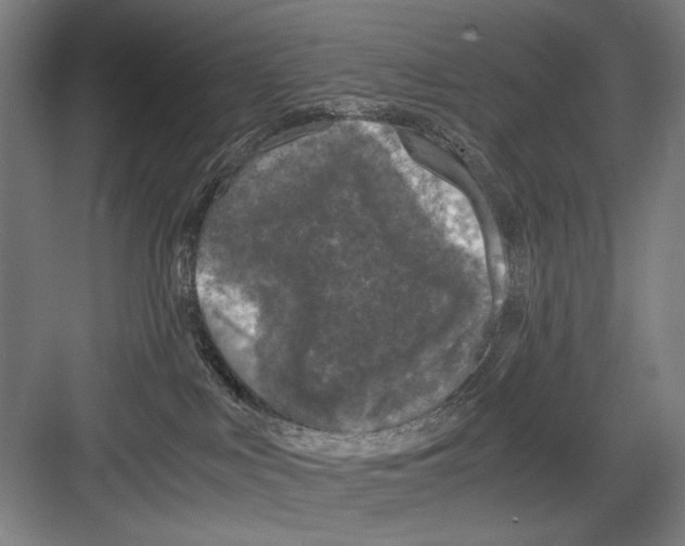 X0000082170043200702162312