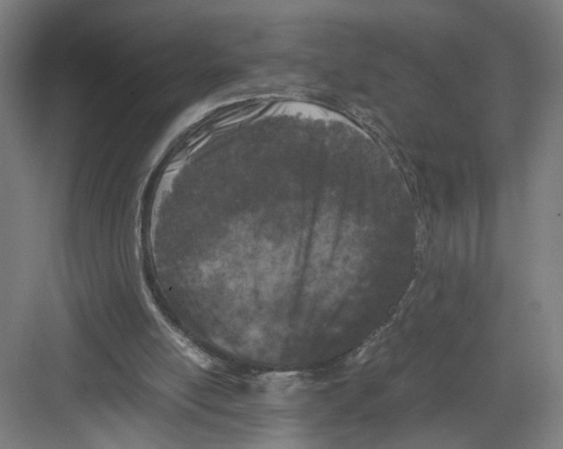 X0000082170054200702162311