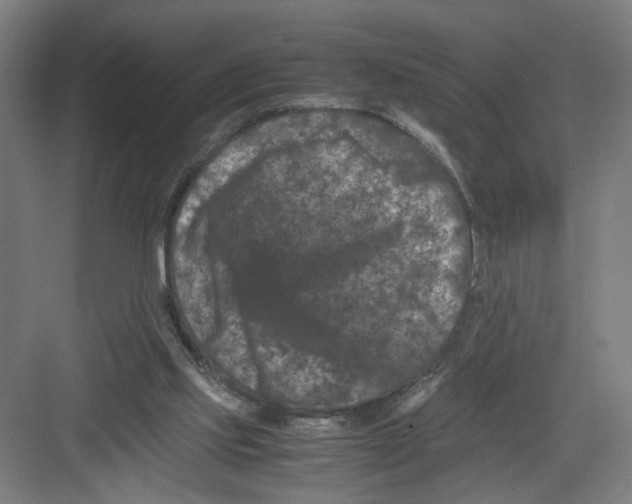 X0000082170061200702162311