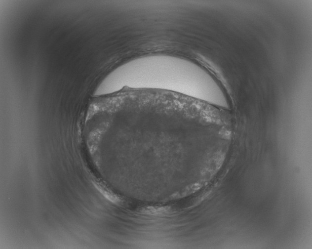 X0000082170065200702162311