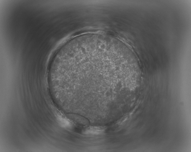 X0000082170149200702162310