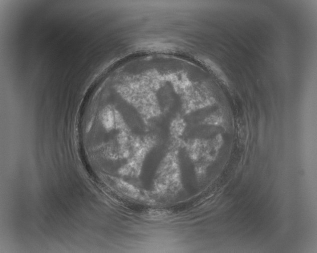 X0000082170487200702162305