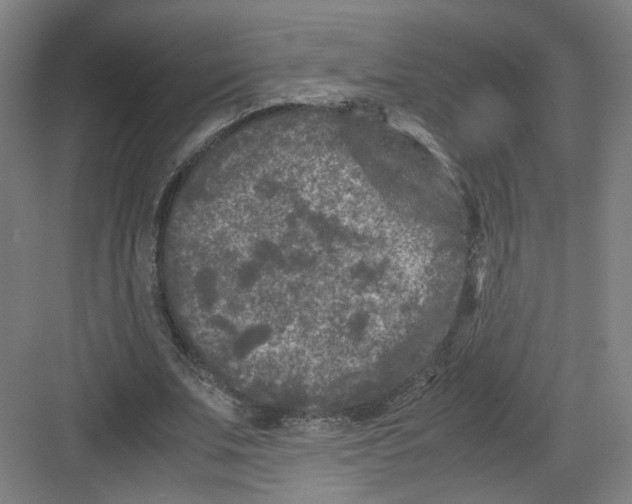 X0000082170679200702162301