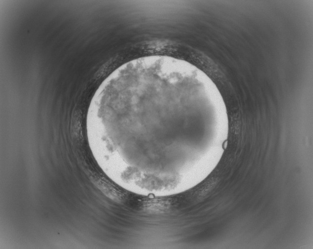 X0000082170754200702162300