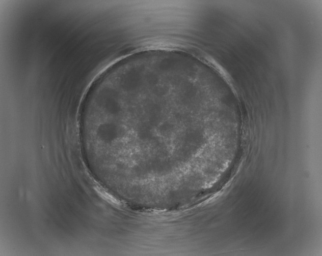 X0000082170779200702162300