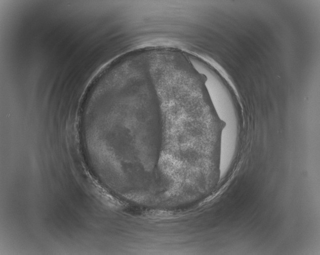 X0000082170783200702162300