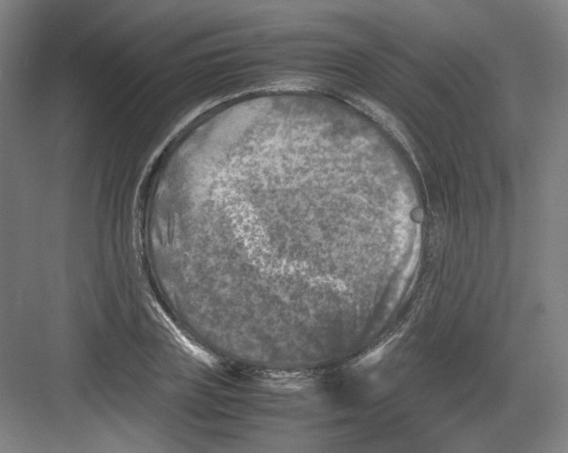 X0000082170835200702162259