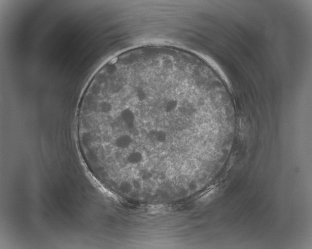 X0000082170903200702162258