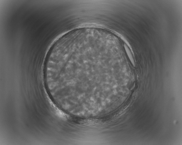 X0000082170995200702162256