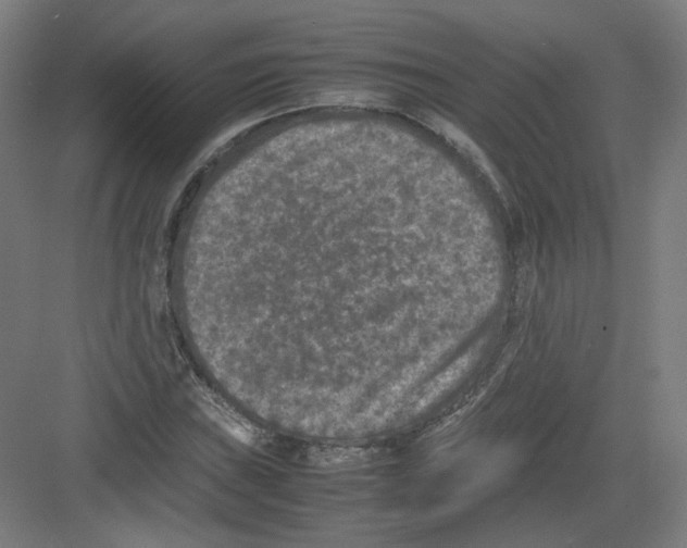 X0000082171019200702162255