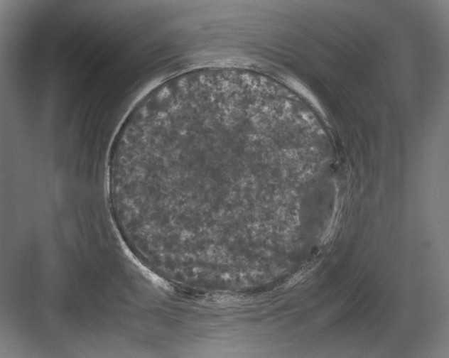 X0000082171095200702162254