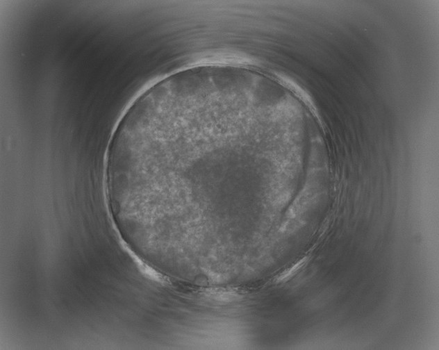 X0000082171103200702162254