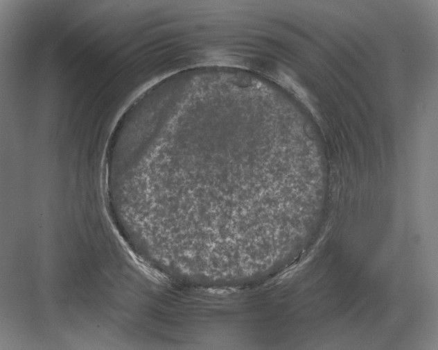 X0000082171125200702162254