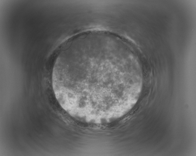 X0000082171255200702162252