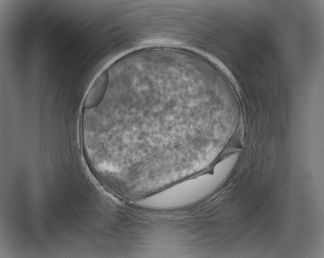 X0000082171295200702162251