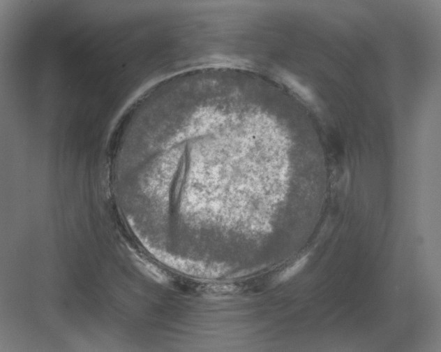 X0000082171310200702162250