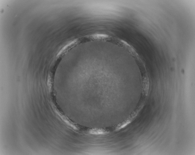 X0000082180762200701191240