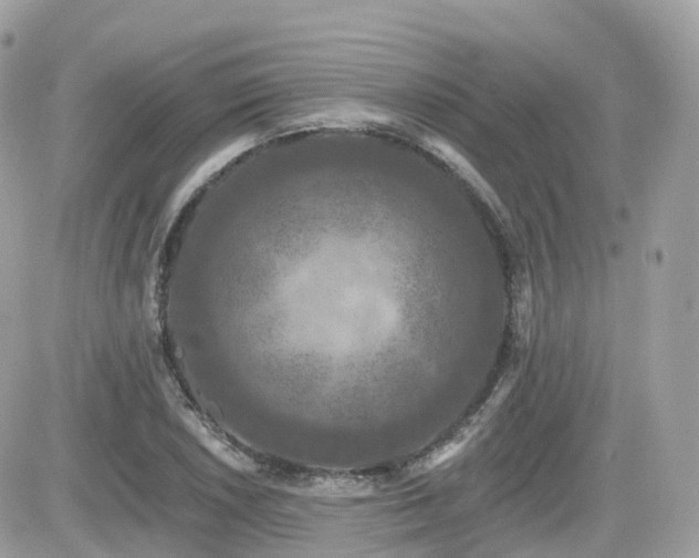 X0000082181026200701191235