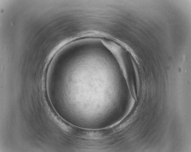 X0000082181375200701191229