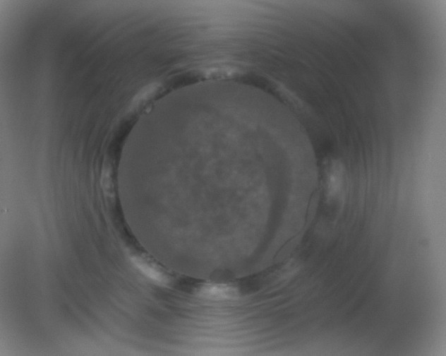 X0000082180619200701270028