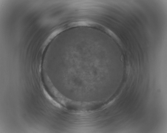 X0000082180938200701270023