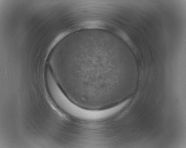 X0000082180986200701270022