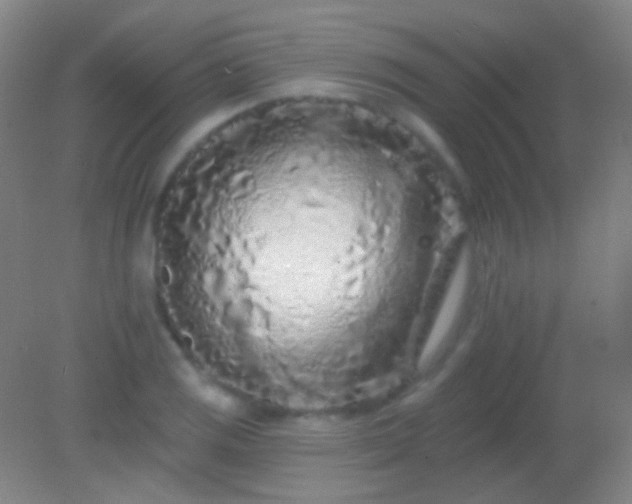 X0000082181125200701270019