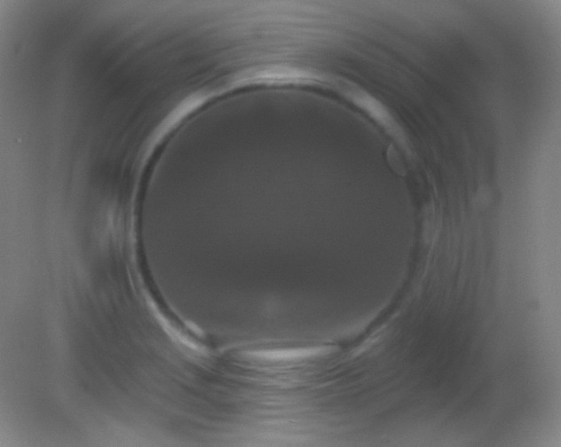 X0000082181229200701270018