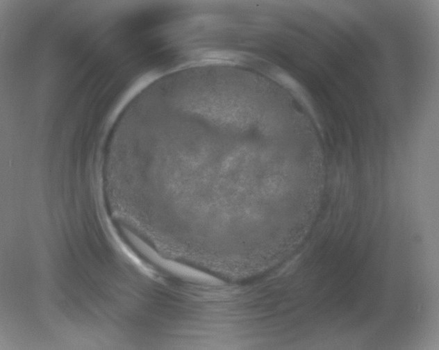 X0000082181235200701270018