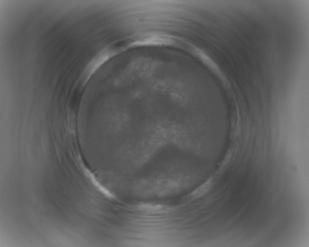 X0000082181329200701270016