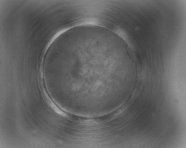 X0000082181436200701270015