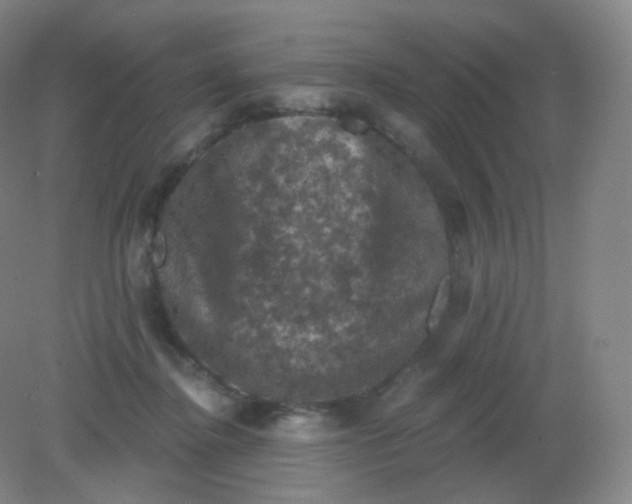 X0000082180364200702021758