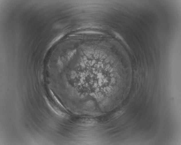 X0000082180443200702021756