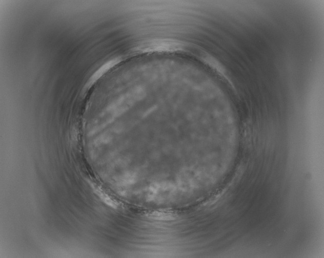 X0000082180874200702021750