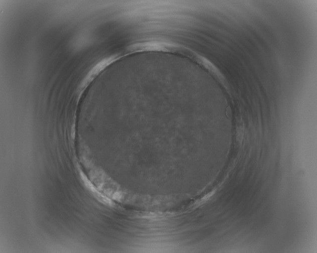X0000082180938200702021749