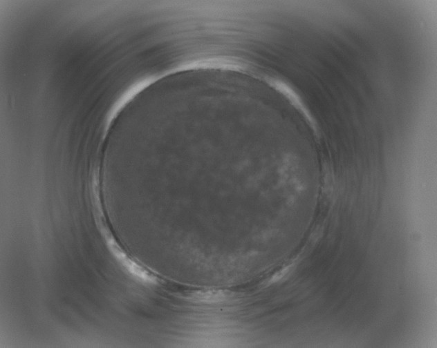 X0000082180952200702021749