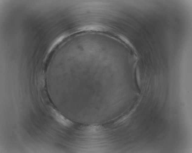 X0000082181067200702021746