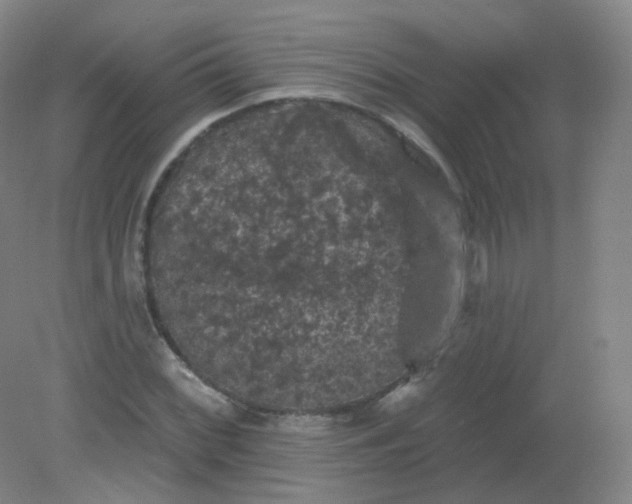 X0000082181068200702021746