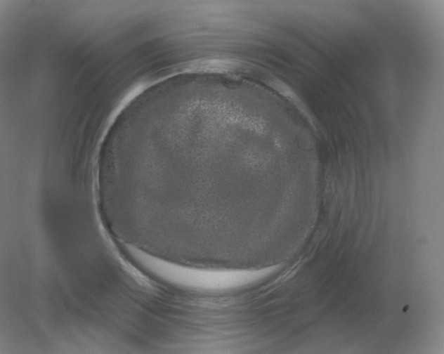 X0000082181083200702021746