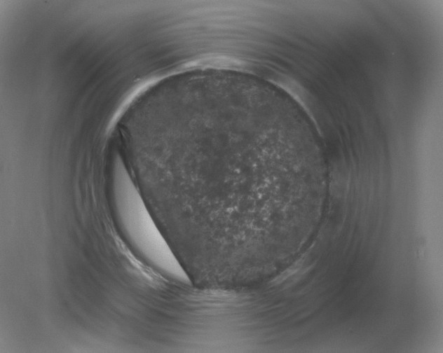 X0000082181115200702021745