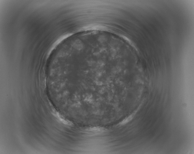 X0000082181117200702021745
