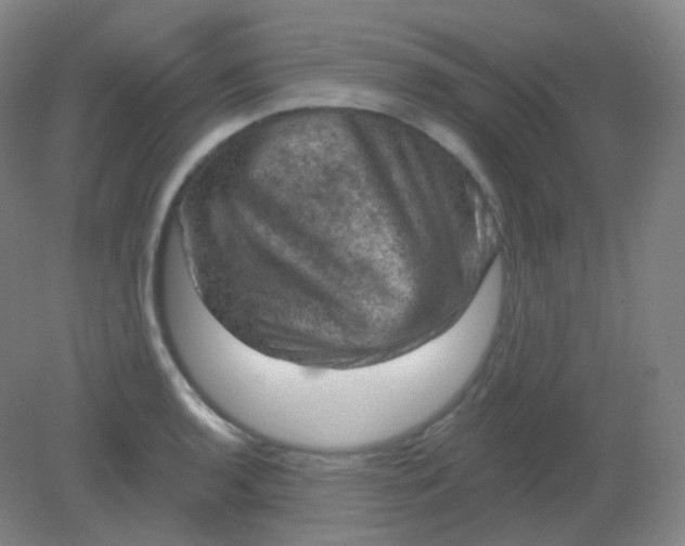 X0000082181136200702021745