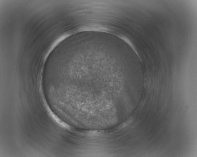 X0000082181139200702021746