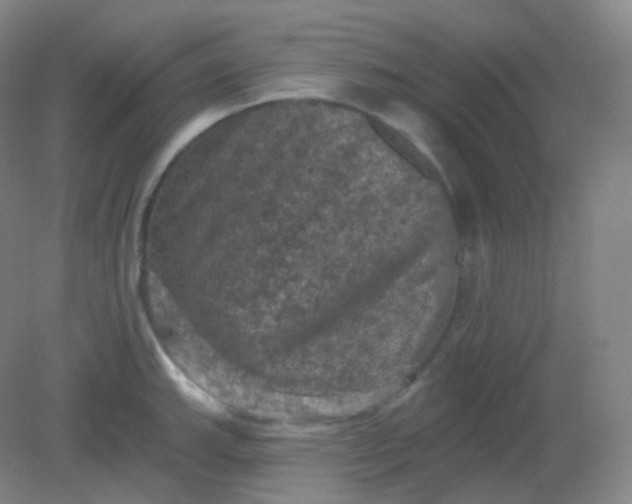 X0000082181143200702021746