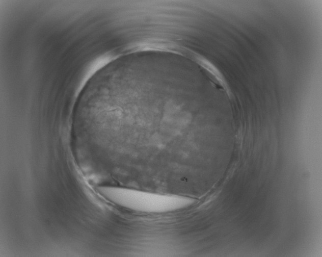 X0000082181146200702021746