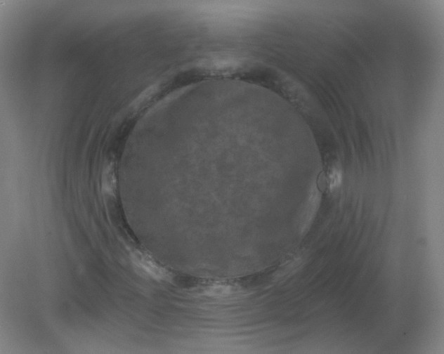 X0000082181204200702021743